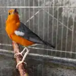 Anis Merah - Burung Super