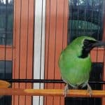 Burung Cucak Ijo Burung Cucak Ijo