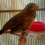 Burung Wambi - Burung Super