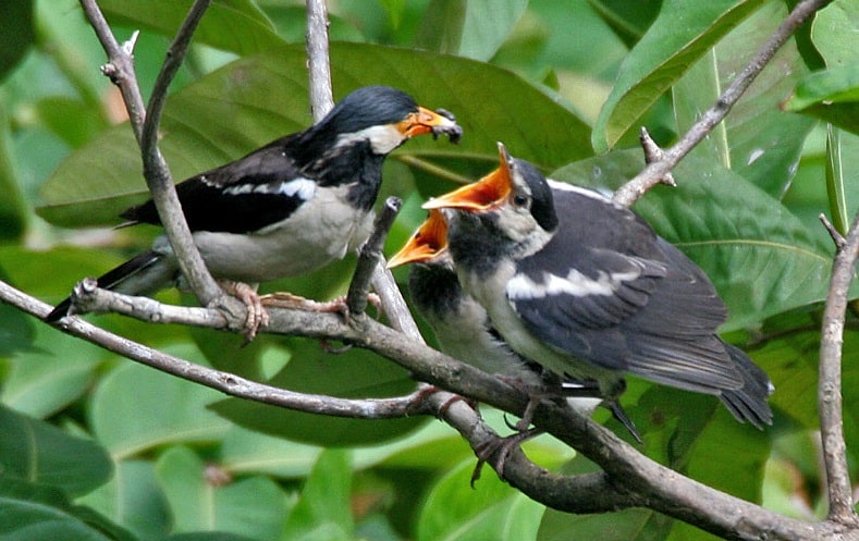 Jalan Suren Jantan dan Betina