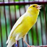 Merawat kenari lomba juara benar mabung baca lovebird Cara Melatih Kenari untuk Lomba
