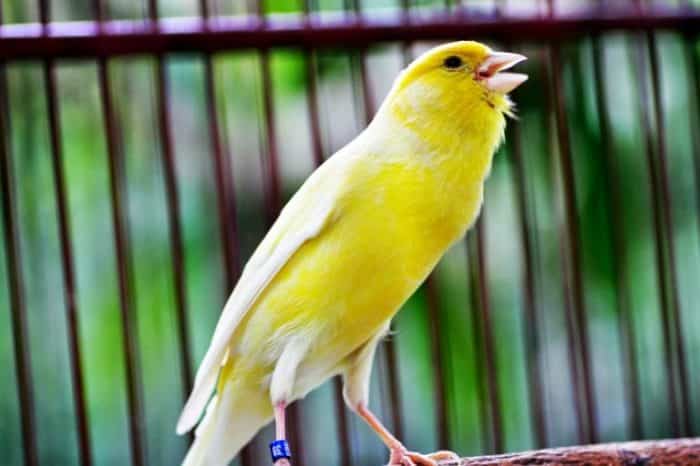 Merawat kenari lomba juara benar mabung baca lovebird Cara Melatih Kenari untuk Lomba