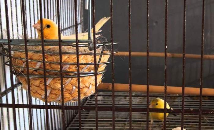 Kenari ternak burung jantan benar Kenari ternak burung jantan benar