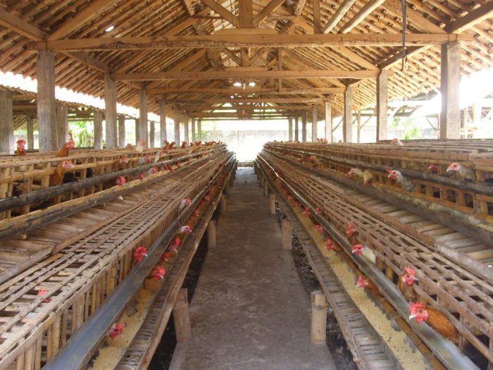 Kenari kandang memilih cocok beternak persiapan diperlukan sebelum sangat Persiapan Kandang Kenari yang Ideal