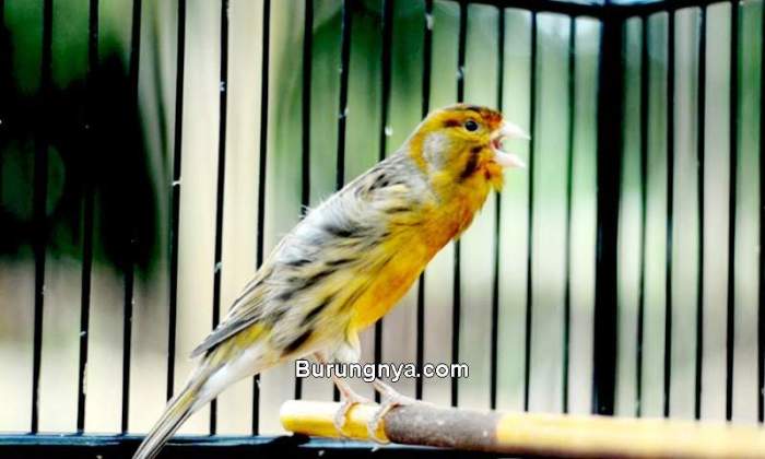 Cara Membuat Kenari Gacor dan Rajin Bunyi