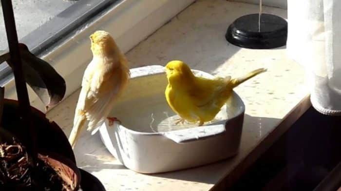 Kenari burung ternak canaries betina lengkap bagi pemula benar around ulasan koloni