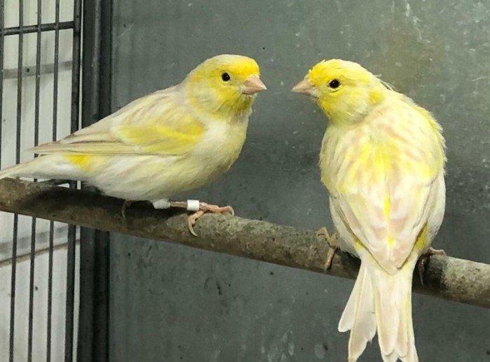 Kenari burung setingan birahi menjodohkan lomba ciri siap kawin kestabilan Cara Menjodohkan Kenari dengan Benar