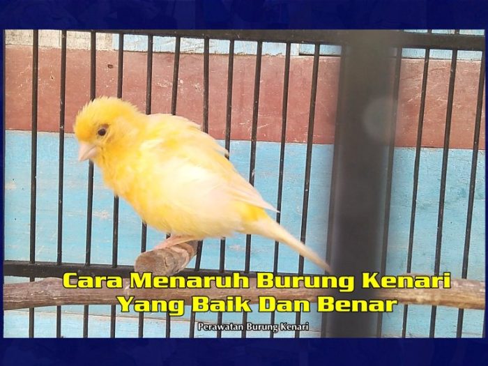 Cara Memandikan Kenari yang Benar