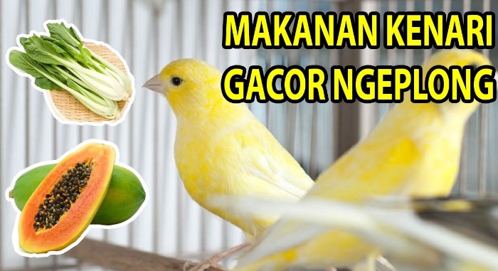 Pemberian Pakan Kenari yang Tepat