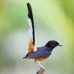 Murai bakalan memilih batu berkualitas jawara trotol kacer Cara menjinakkan murai batu bakalan