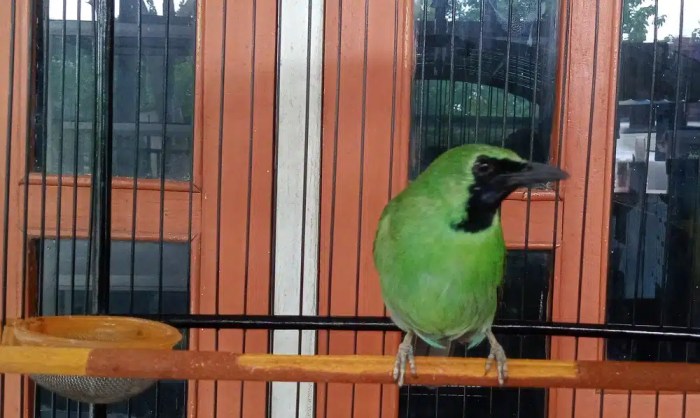 Suara Burung Cucak Ijo yang Merdu