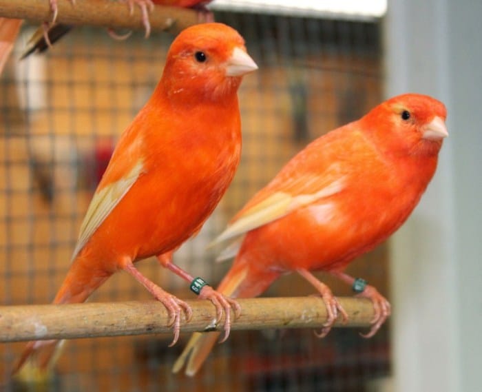 Jenis burung kenari yang bagus