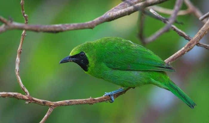 Ciri-ciri Burung Cucak Ijo yang Berkualitas