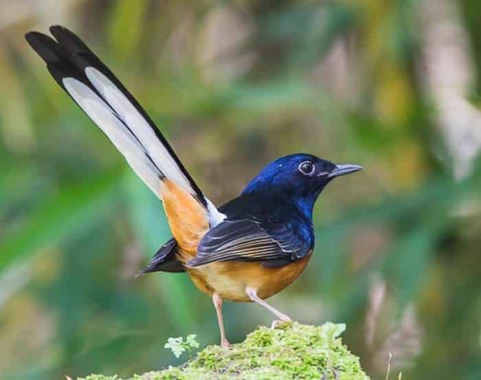 Murai batu medan asli burungnya fisiknya ciri mengenali dari pendek gacor ekor terapi minggu