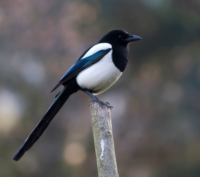 Nama burung murai yang bagus dan hoki