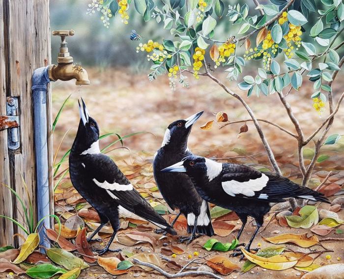 Burung yang cocok untuk teman murai batu