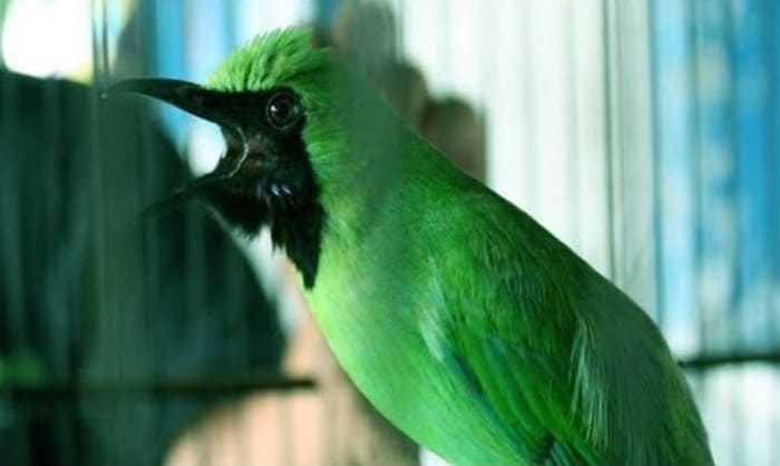 Cucak ijo burung agar pentet gacor merawat dari jantan terapi hijau rajin dijual sebelumnya tangan dewasa dikit jinak sehat jawa