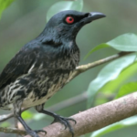 Keling cucak Mitos burung cucak keling