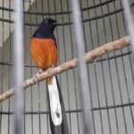 Murai burung tidak gacor penyebab lomba penanganan mengatasi mengenal sehat Murai burung tidak gacor penyebab lomba penanganan mengatasi mengenal sehat