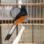 Murai batu medan ciri burung asli kaki dikenali dan lampung tercantik Ciri-ciri murai batu medan asli