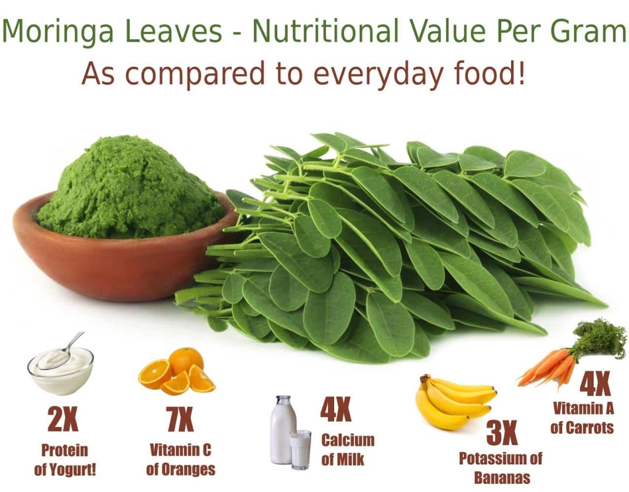 Manfaat daun kelor untuk burung kenari