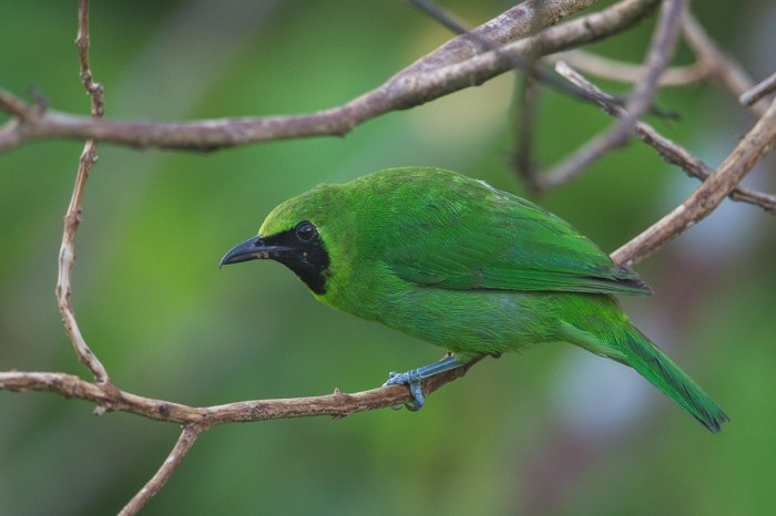 Perbedaan Burung Cucak Ijo dan Burung Kacer