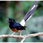 13161e78dbd641134c7cde400773cd13 Murai batu pastol