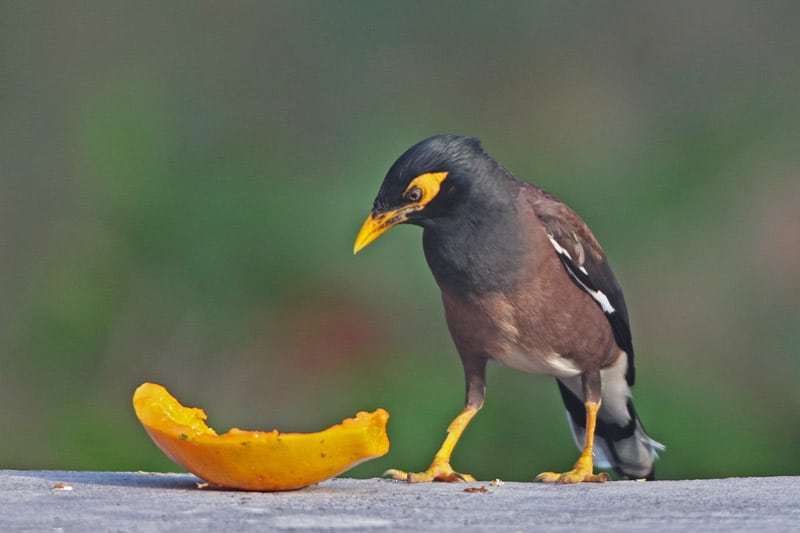 Mynah bikrisohoj