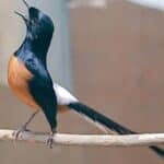 Murai batu burung copsychus malabaricus alamendah koshy Download gambar murai batu