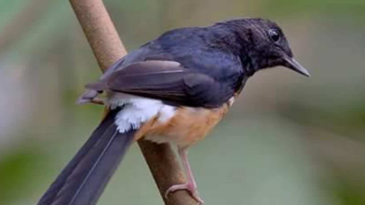 Batu chirping Cara membuat murai jadi gacor