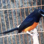 Murai nias hitam sumatera ragam ekor omkicau Harga murai nias