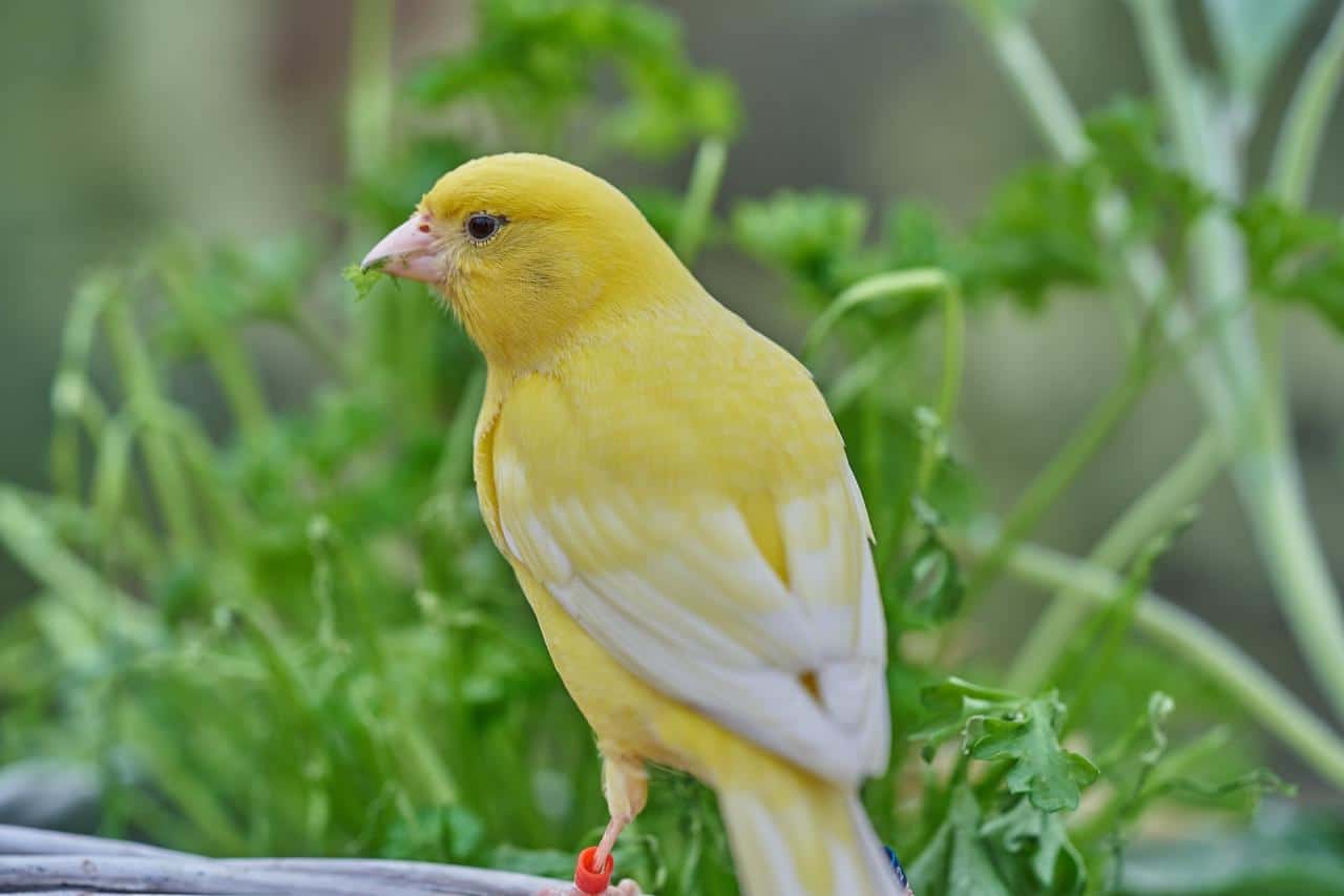 Manuk kenari