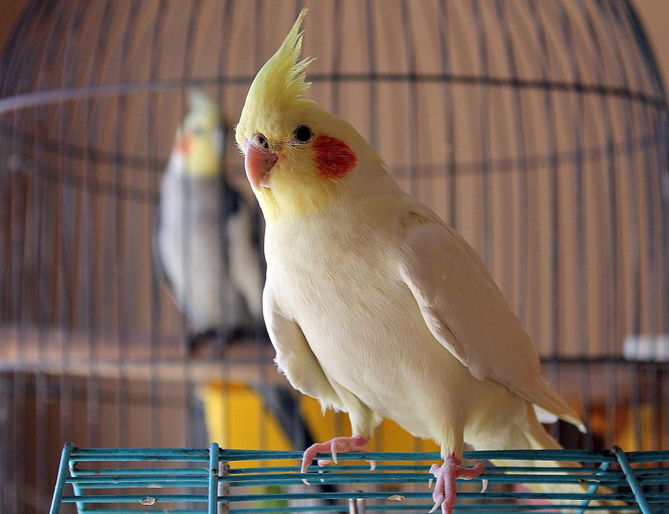 Cockatiel eyeem Cockatiel eyeem
