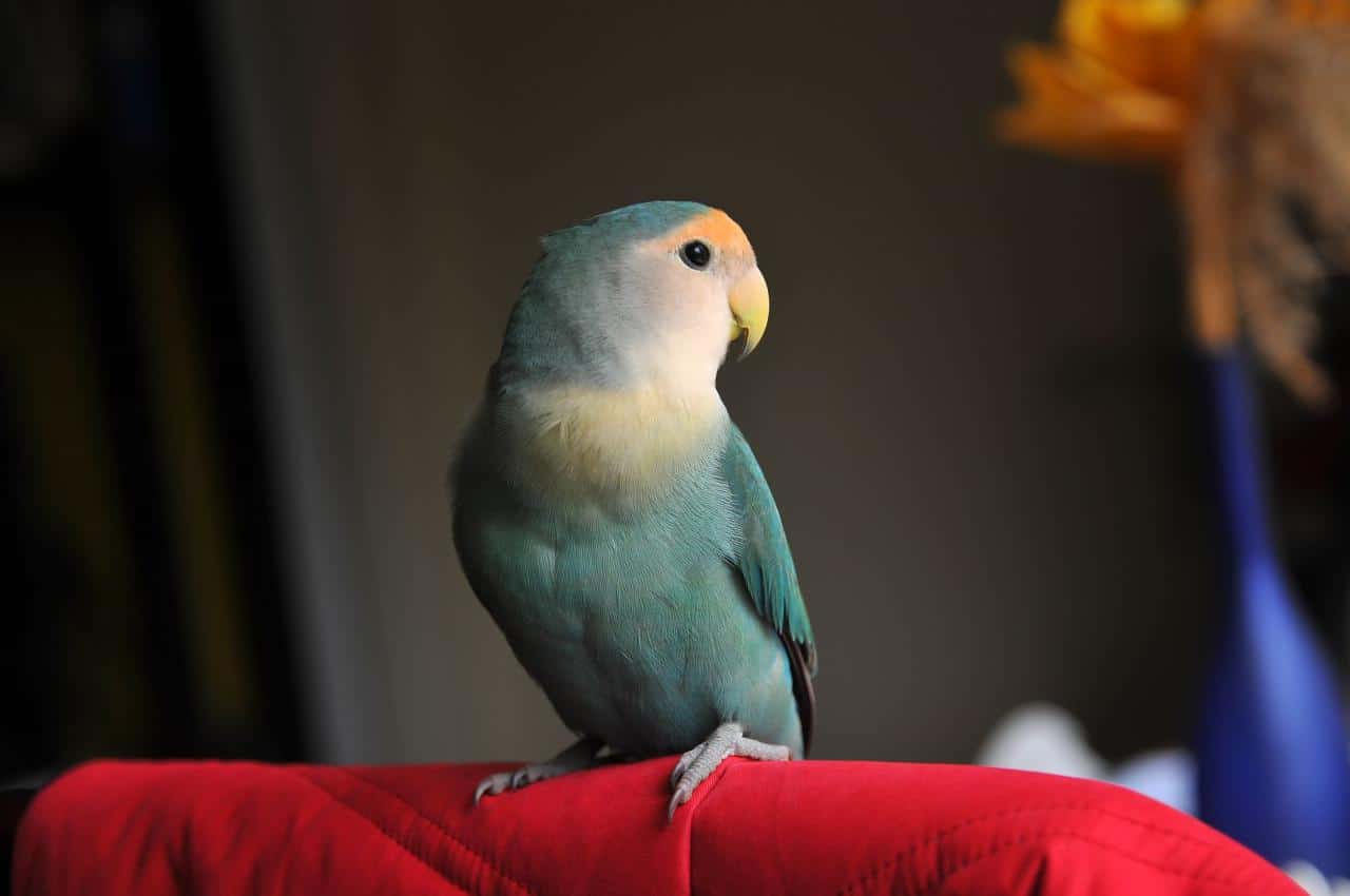 Pet small birds house bird species talk top popular sun medium thesprucepets embittered getty Burung peliharaan