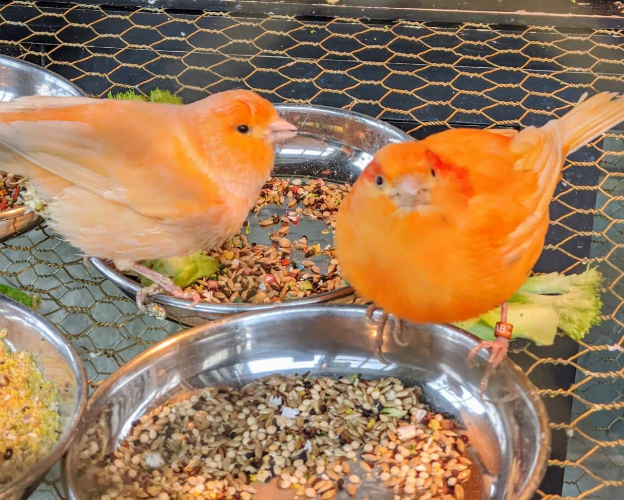 What do canaries eat in the wild