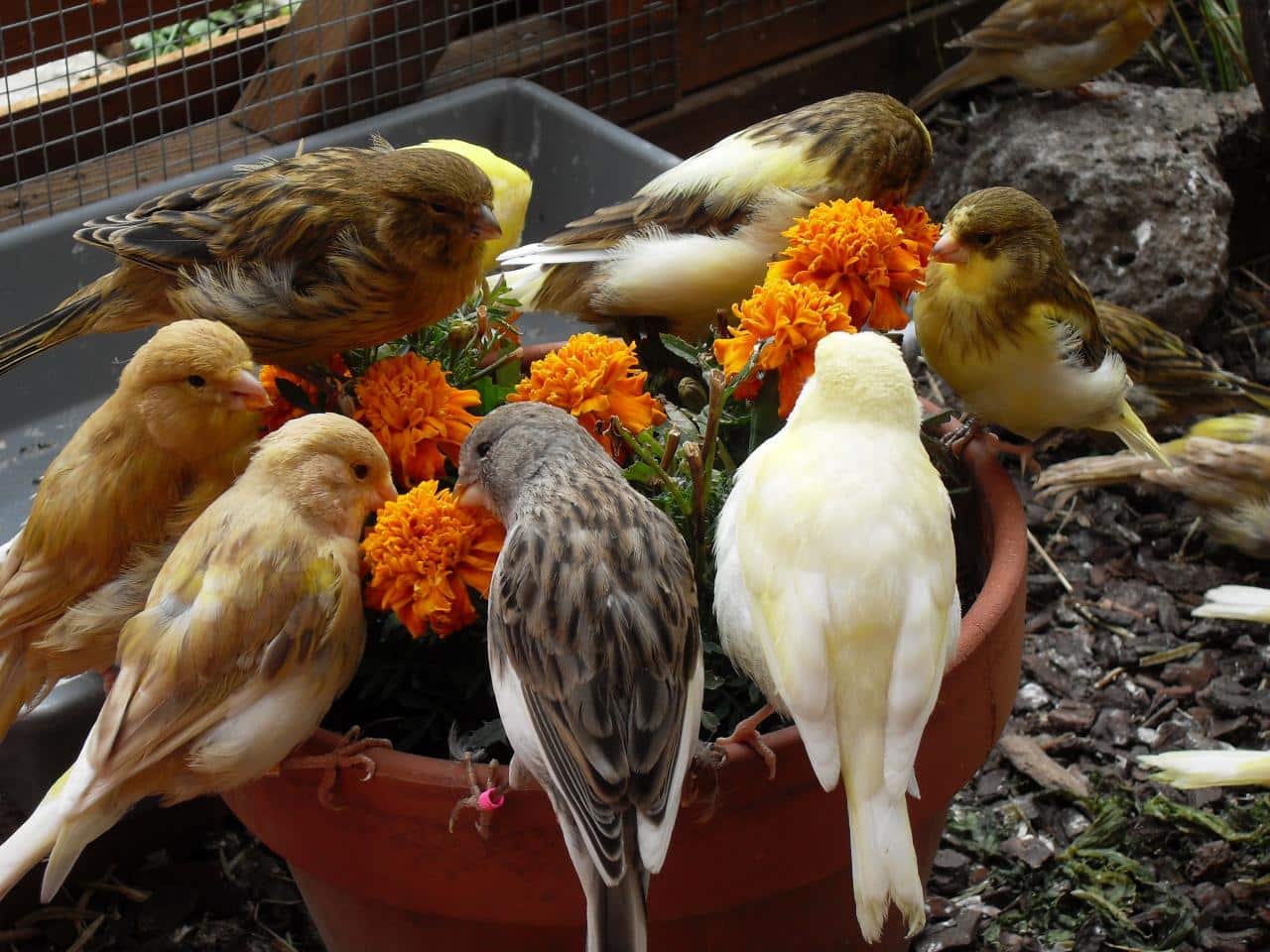 What do canaries eat in the wild