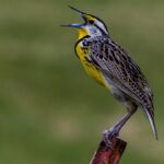 Oriole songbirds songbird baltimore wtop birding