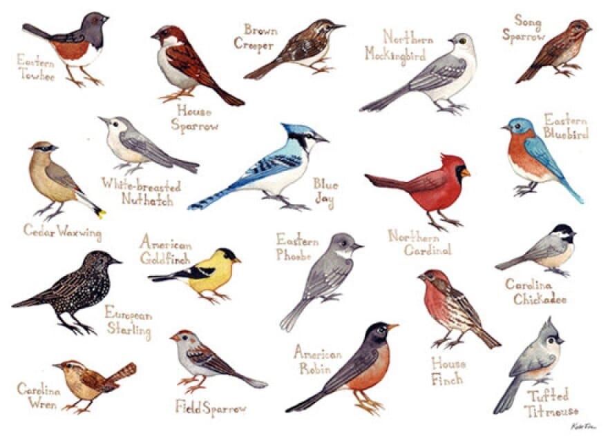Songbirds