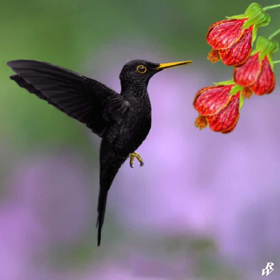 Burung kolibri wulung
