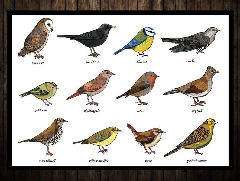 Jenis-jenis burung kicau