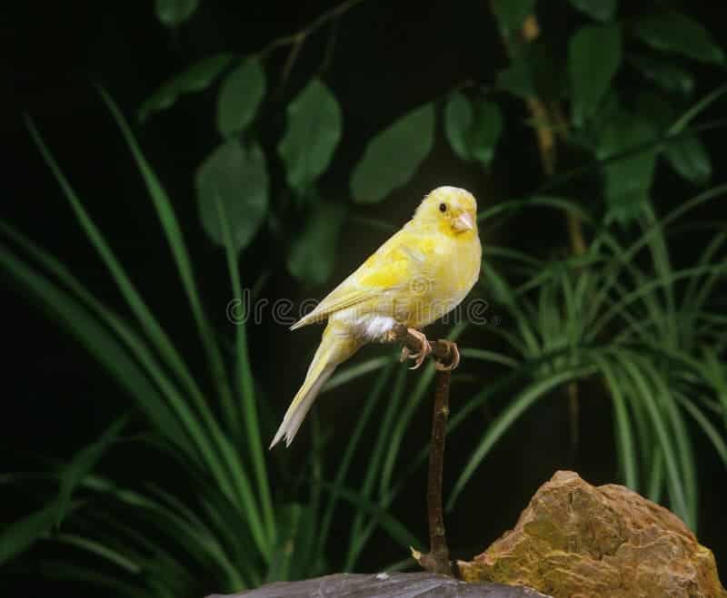Canary singing song training