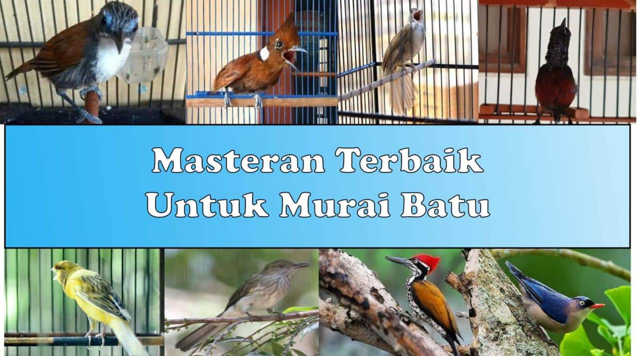 Murai masteran terbaik Masteran yang bagus untuk murai