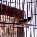 Murai batu medan suara gacor chirping Kicau murai gacor