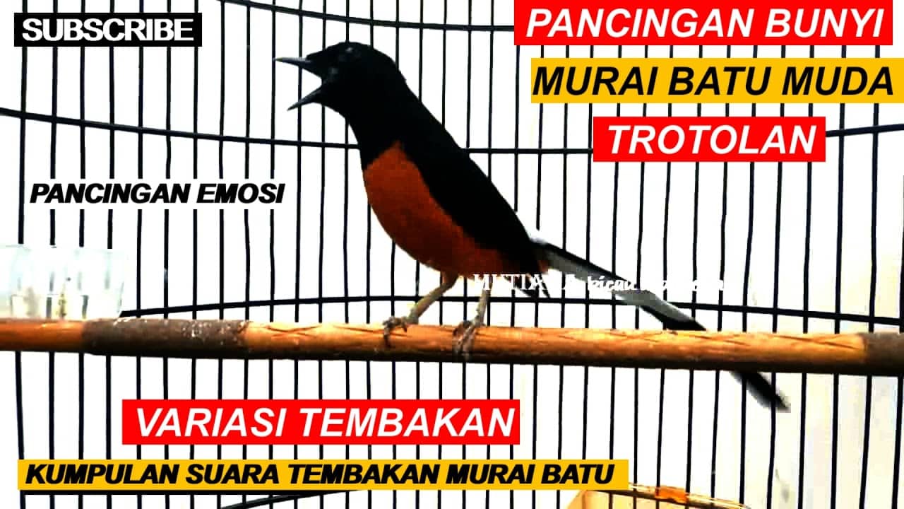 Ciri ciri murai batu fighter