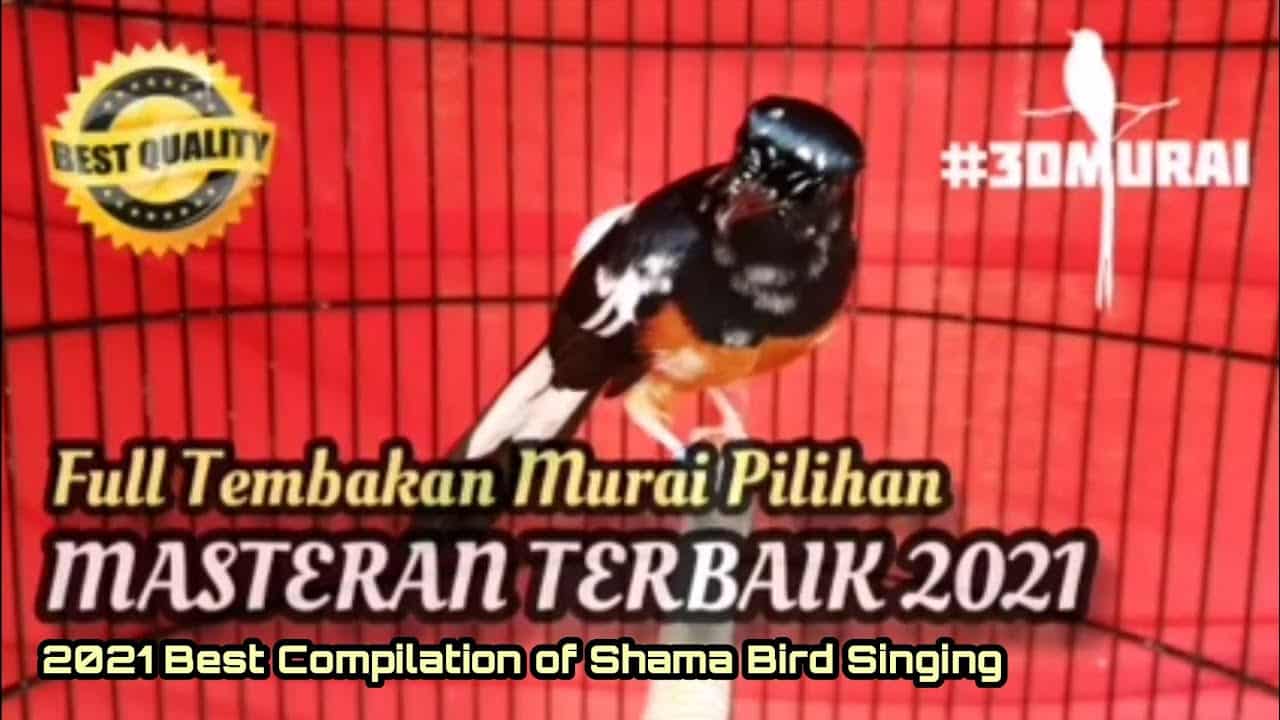 Burung masteran murai paling bagus