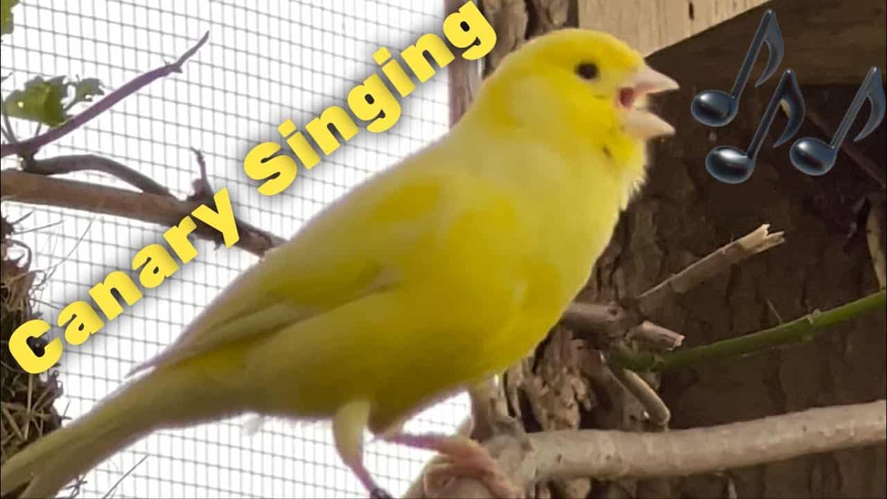 Canary singing Suara burung kenari