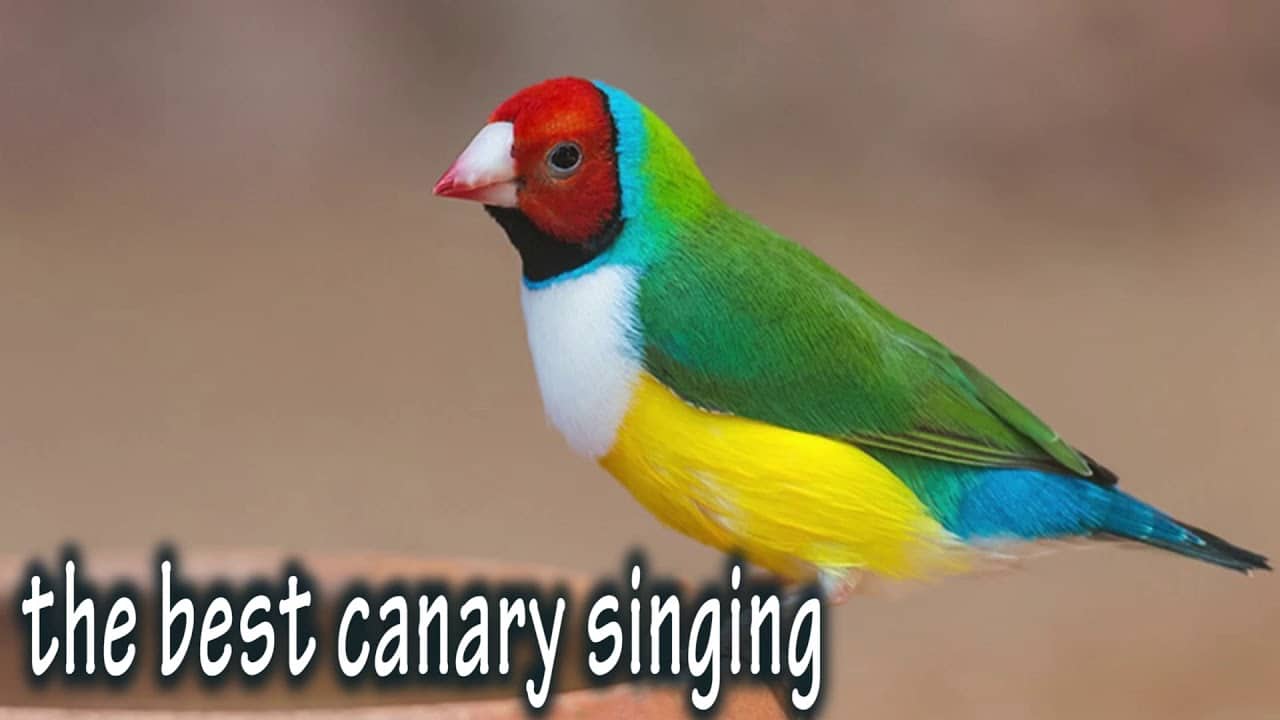 Canary singing Suara kenari gacor