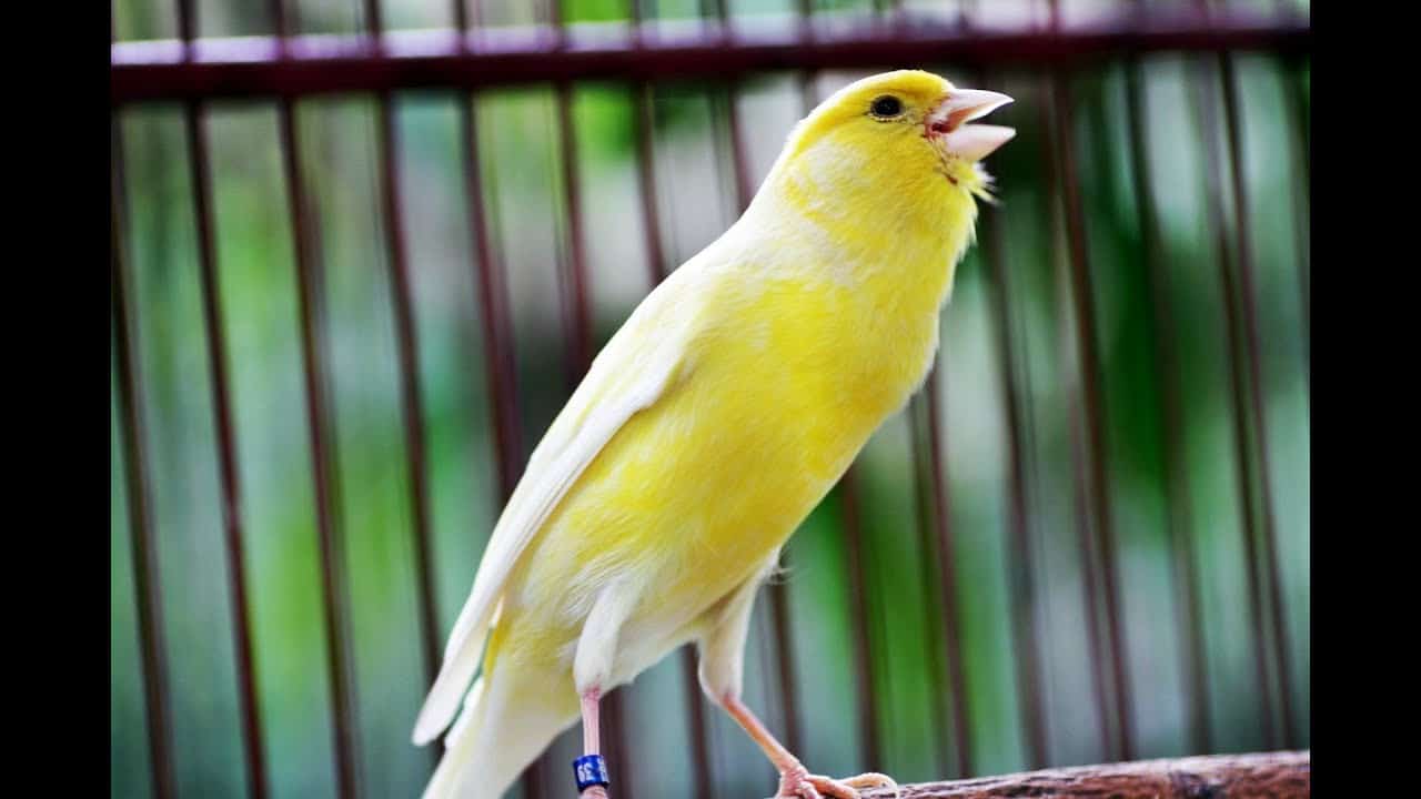 Burung kenari gacor