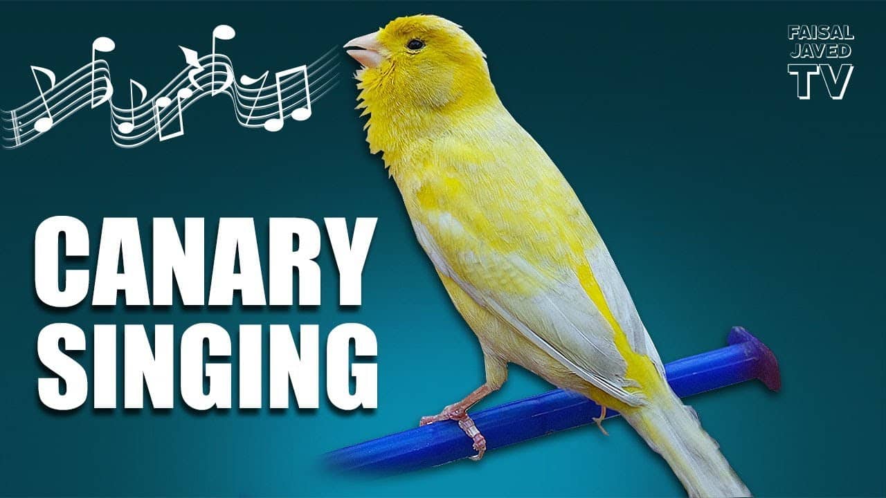 Canary singing bird song sounds tv