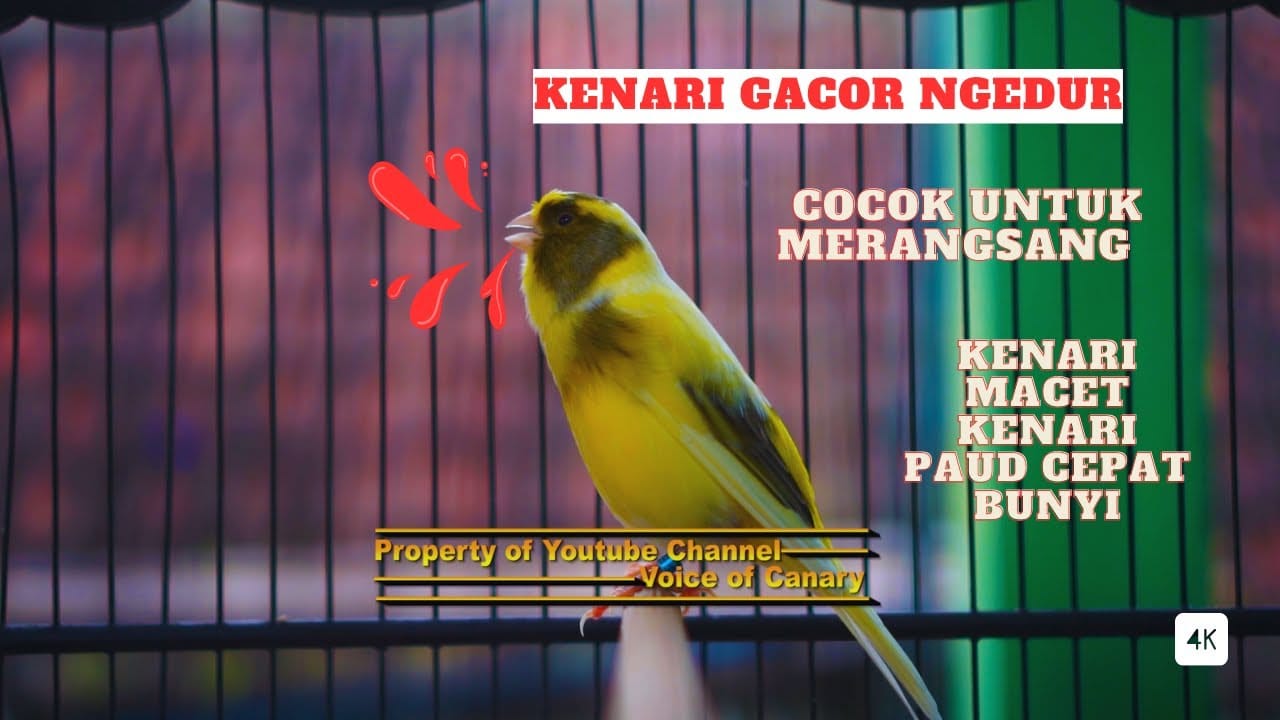 Canary singing birds sounds bird song songs its choose board